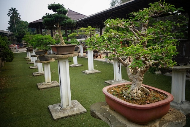 Indo Cipanas Bonsai – High-Quality Bonsai Supplier