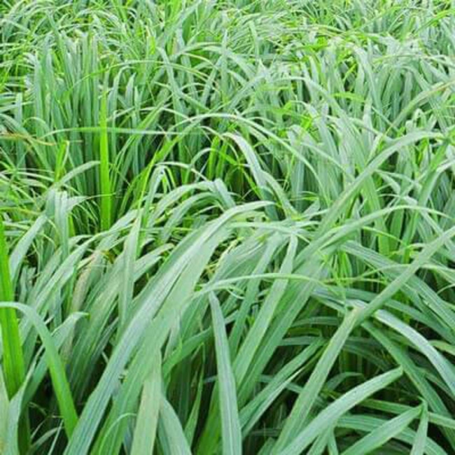 1740654988074-citronella-java-(1).jpg