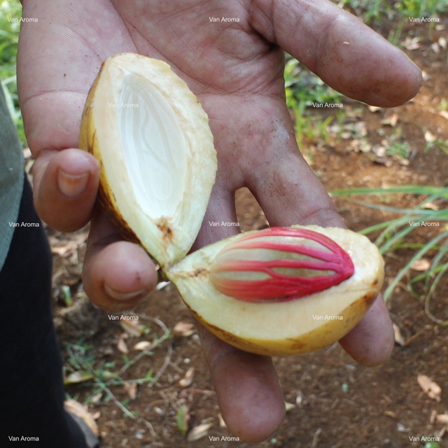 Nutmeg Oil Safrole Free (NM-004) - Van Aroma