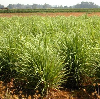 Lemongrass Oil (LG-001) - Van Aroma