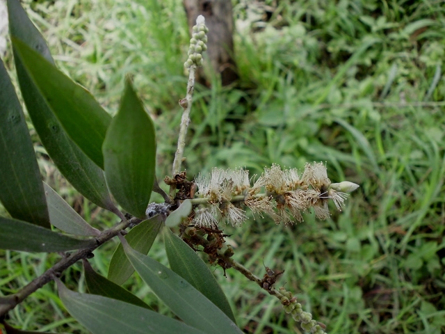Cajeput Oil (CJ-001) Van Aroma