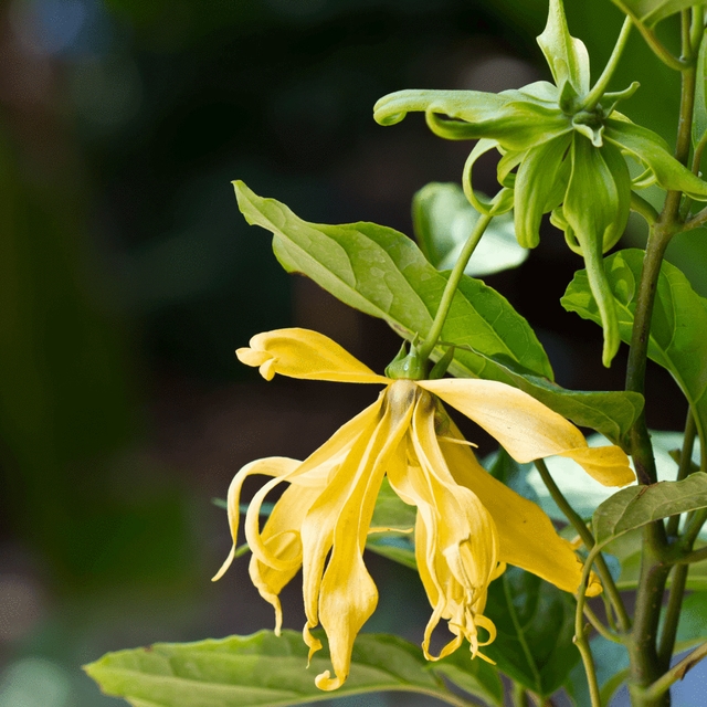 Cananga Oil (CN-001) Van Aroma