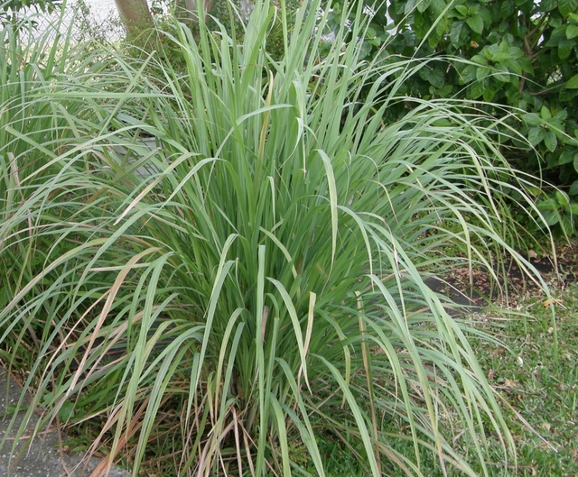 Palmarosa Oil (CM-001) Van Aroma