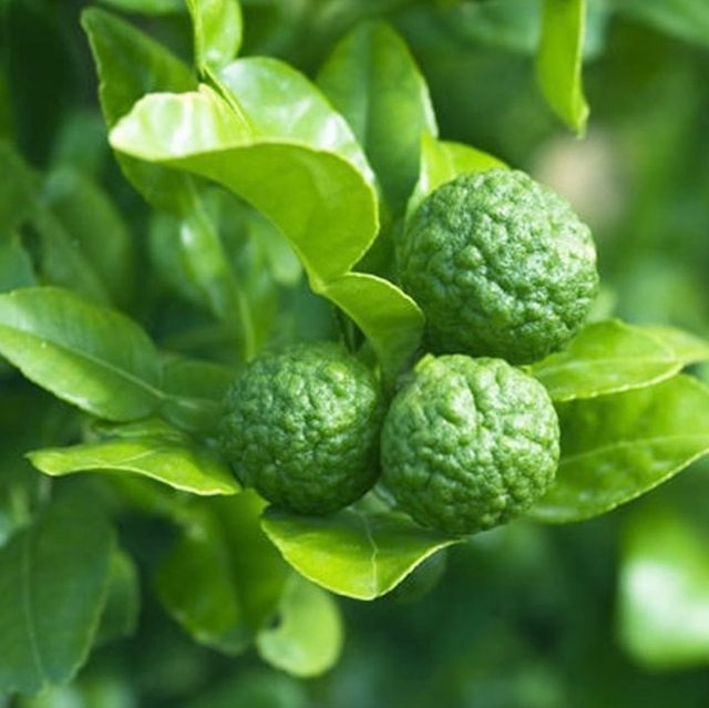 Kaffir Lime Leaf Oil (KL-001) Van Aroma