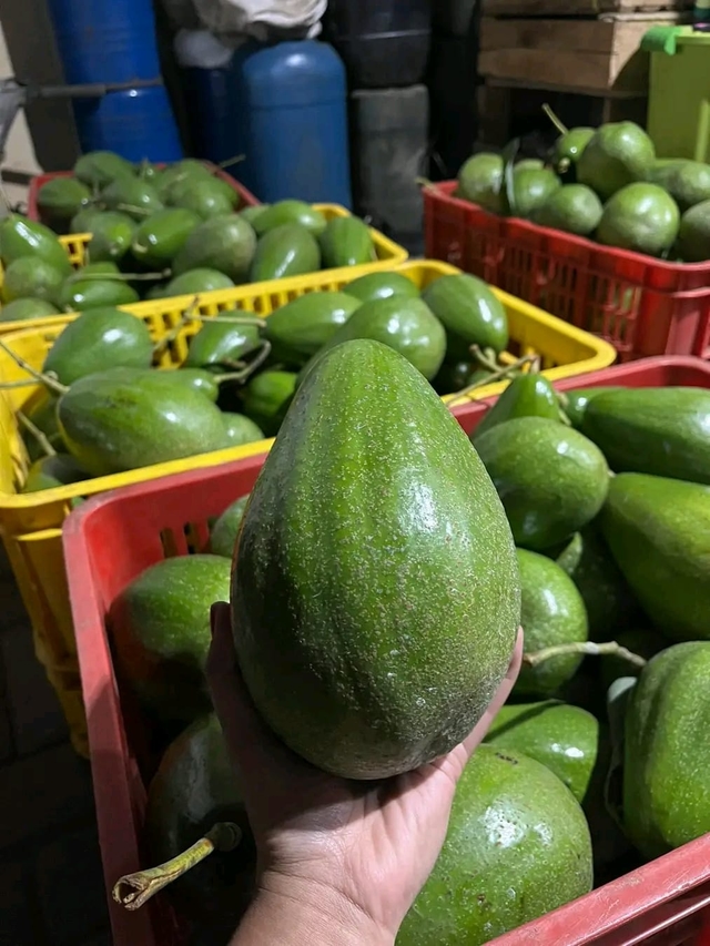 Alligator Avocado or Giant Avocado