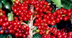 Bali will Develop Arabica Coffee Plantation Region