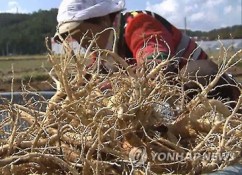 S. Korea to Increase Ginseng Production to 1.5 Trillion Won by 2020