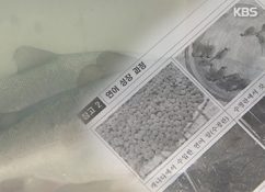아시아 첫 연어양식 성공···8일 본격 출하