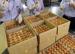 South Korea Temporarily Removes Tariff on Imported Eggs