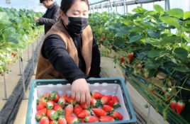 S. Korea to send chartered flights to Singapore with strawberry shipments